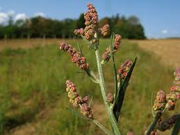 Attēlu rezultāti vaicājumam “Atriplex patula”