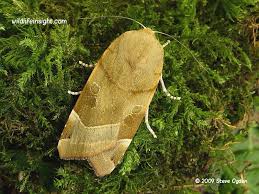 Attēlu rezultāti vaicājumam “Noctua fimbriata larva”