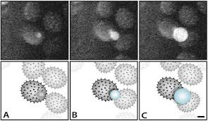 Attēlu rezultāti vaicājumam “Didymium bahiense spores”