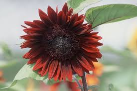 Attēlu rezultāti vaicājumam “Helianthus annuus flower”