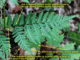 Attēlu rezultāti vaicājumam “Dryopteris expansa”