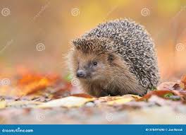 Attēlu rezultāti vaicājumam “Erinaceus roumanicus”