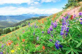 Attēlu rezultāti vaicājumam “Hordelymus europaeus leaf”
