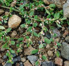 Attēlu rezultāti vaicājumam “Polygonum arenastrum”