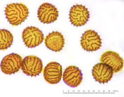 Attēlu rezultāti vaicājumam “Fossombronia foveolata sporophyte”