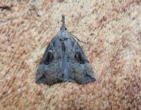 Attēlu rezultāti vaicājumam “Hypena rostralis”