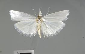 Attēlu rezultāti vaicājumam “Crambus”