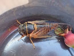 Attēlu rezultāti vaicājumam “Auchenorrhyncha”