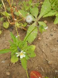 Attēlu rezultāti vaicājumam “Viola arvensis flower”
