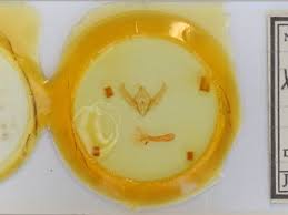 Attēlu rezultāti vaicājumam “Xestia baja”