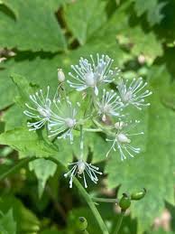 Attēlu rezultāti vaicājumam “Actaea spicata flower”