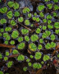 Attēlu rezultāti vaicājumam “Ricciocarpos natans”