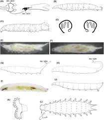Attēlu rezultāti vaicājumam “Sciomyzidae”