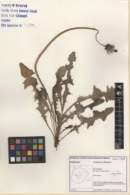 Attēlu rezultāti vaicājumam “Taraxacum officinale aggr.”