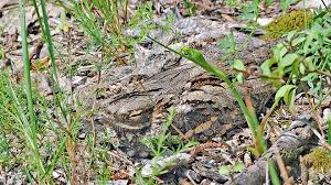 Attēlu rezultāti vaicājumam “Caprimulgus europaeus nest”