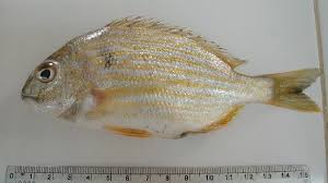 Image result for Archosargus rhomboidalis