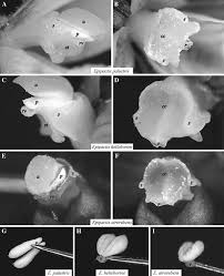 Attēlu rezultāti vaicājumam “Epipactis atrorubens bud”