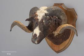 Attēlu rezultāti vaicājumam “Ovis aries”