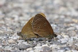 Attēlu rezultāti vaicājumam “Aphantopus hyperantus upperside”