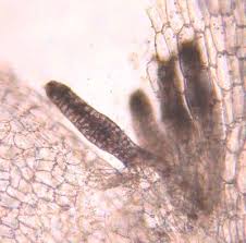 Attēlu rezultāti vaicājumam “Lophocolea minor”