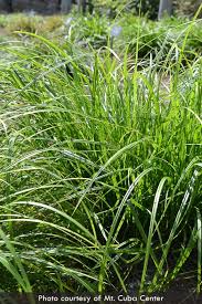 Attēlu rezultāti vaicājumam “Carex cespitosa flower”