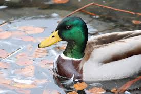 Attēlu rezultāti vaicājumam “Anas platyrhynchos”