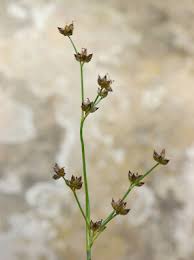 Attēlu rezultāti vaicājumam “Juncus articulatus”