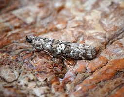 Attēlu rezultāti vaicājumam “Gelechia scotinella”