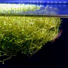 Attēlu rezultāti vaicājumam “Riccia”