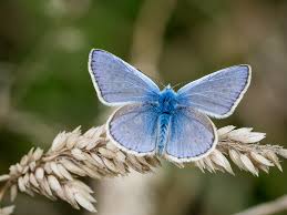 Attēlu rezultāti vaicājumam “Cupido minimus underside”