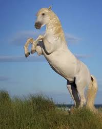 Attēlu rezultāti vaicājumam “Equus ferus caballus”