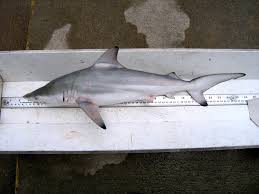 Image result for Carcharhinus limbatus