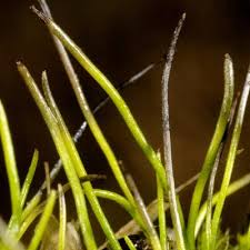 Attēlu rezultāti vaicājumam “Anthocerotopsida”