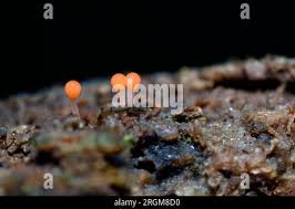 Attēlu rezultāti vaicājumam “Hemitrichia sp.”