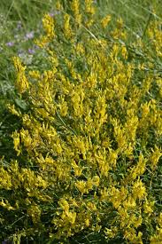 Image result for Genista tinctoria