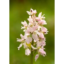 Attēlu rezultāti vaicājumam “Orchis mascula flower”