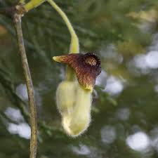 Attēlu rezultāti vaicājumam “Aristolochia durior flower”