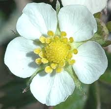 Image result for Rosengewächse