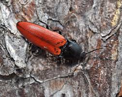 Attēlu rezultāti vaicājumam “Ampedus sp.”