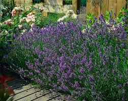 Image result for Lavendel
