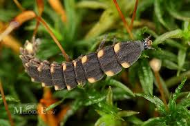 Attēlu rezultāti vaicājumam “Lampyris noctiluca”