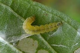 Attēlu rezultāti vaicājumam “Ancylis apicella”