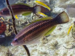 Image result for Scarus taeniopterus