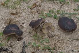 Image result for Melanoleuca rasilis var. pseudoluscina