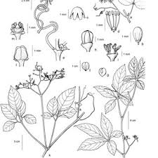 Attēlu rezultāti vaicājumam “Vitaceae”
