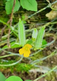 Attēlu rezultāti vaicājumam “Oxalis corniculata fruit”