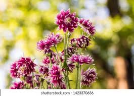 Image result for Aquilegia vulgaris `Nora Barlow`
