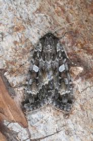 Attēlu rezultāti vaicājumam “Eurois occulta”