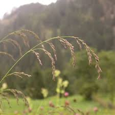 Attēlu rezultāti vaicājumam “Glyceria striata leaf”