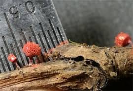 Attēlu rezultāti vaicājumam “Arcyria helvetica stalked”